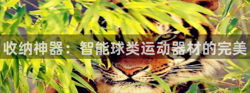 凯捷体育代理：收纳神器：智能球类运动器材的完美